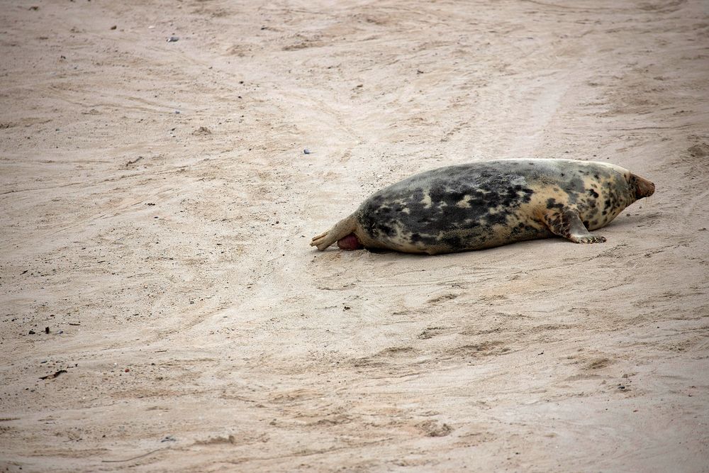 Helgoland 2019_ fotocommunity.de (4)