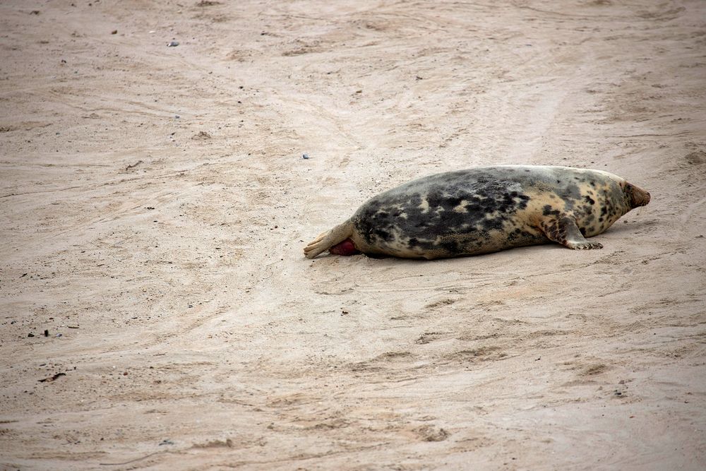 Helgoland 2019_ fotocommunity.de (5)