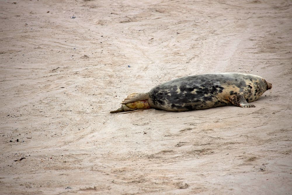 Helgoland 2019_ fotocommunity.de (8)