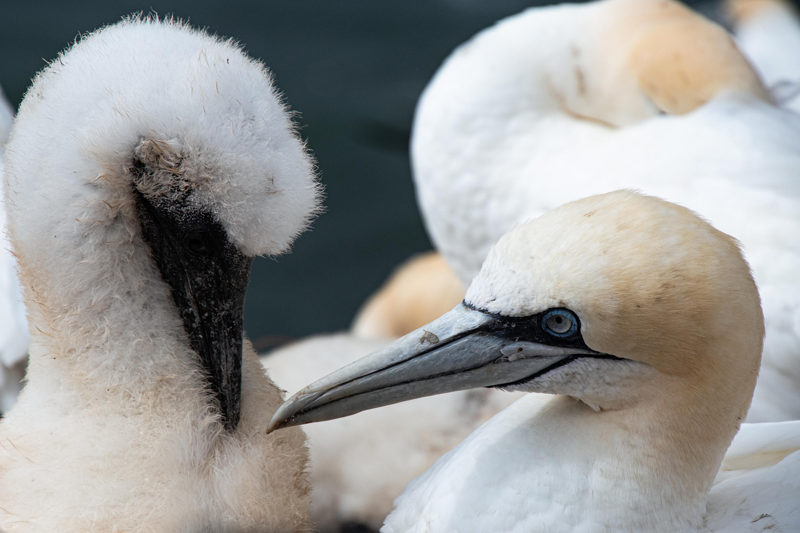 Helgoland 2020 Basstölpel mit Jungem