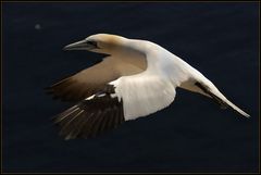 Helgoland