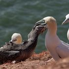 Helgoland