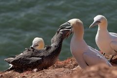 Helgoland