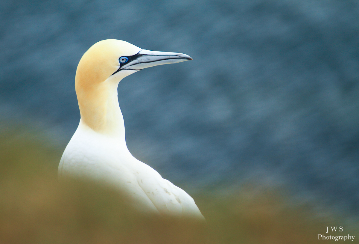 Helgoland.