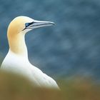 Helgoland.