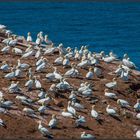 Helgoland 3