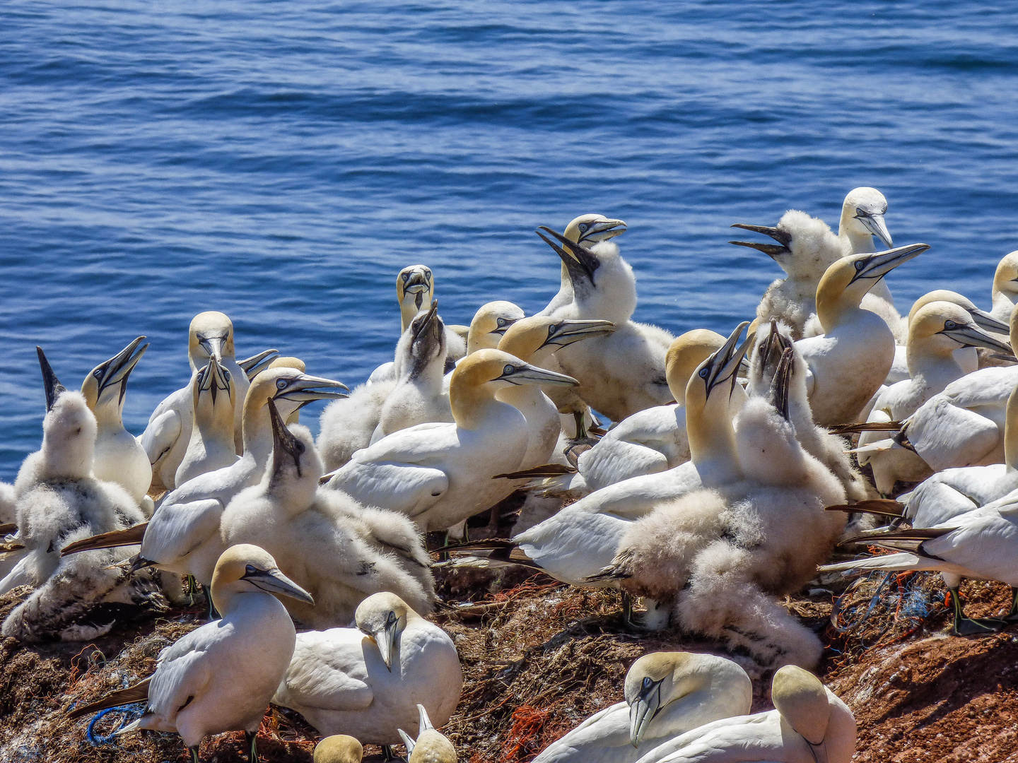 Helgoland 3