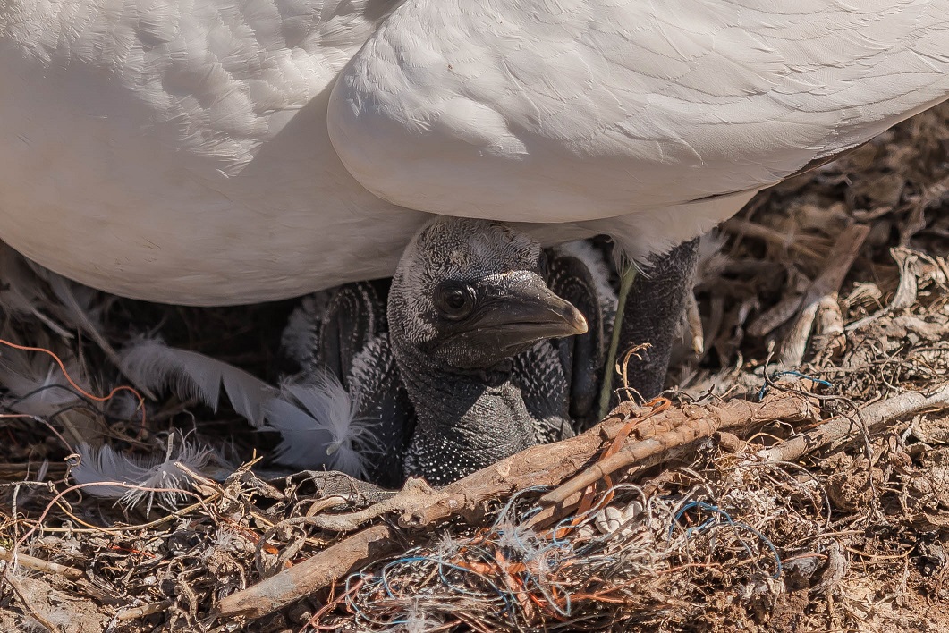 Helgoland 3 Juni 2020