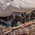 Helgoland 3 Juni 2020