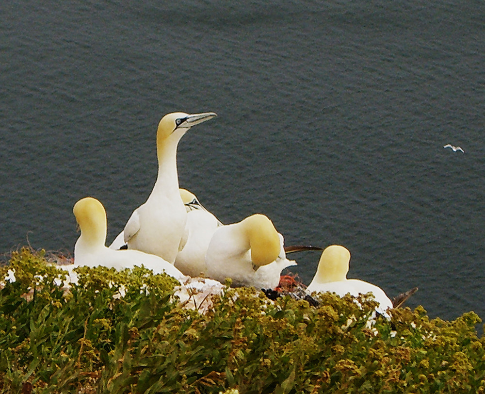 helgoland