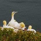 helgoland