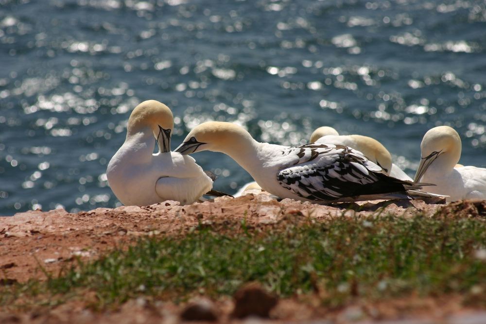 Helgoland