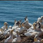 Helgoland 4