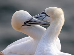 Helgoland 4