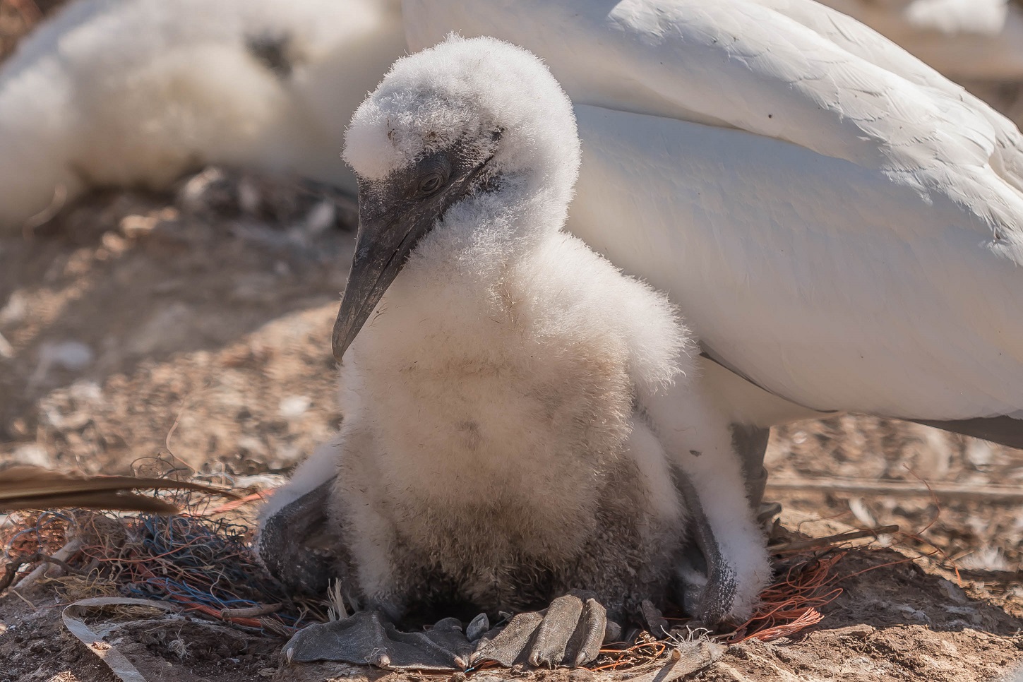 Helgoland 4 Juni 2020