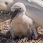 Helgoland 4 Juni 2020