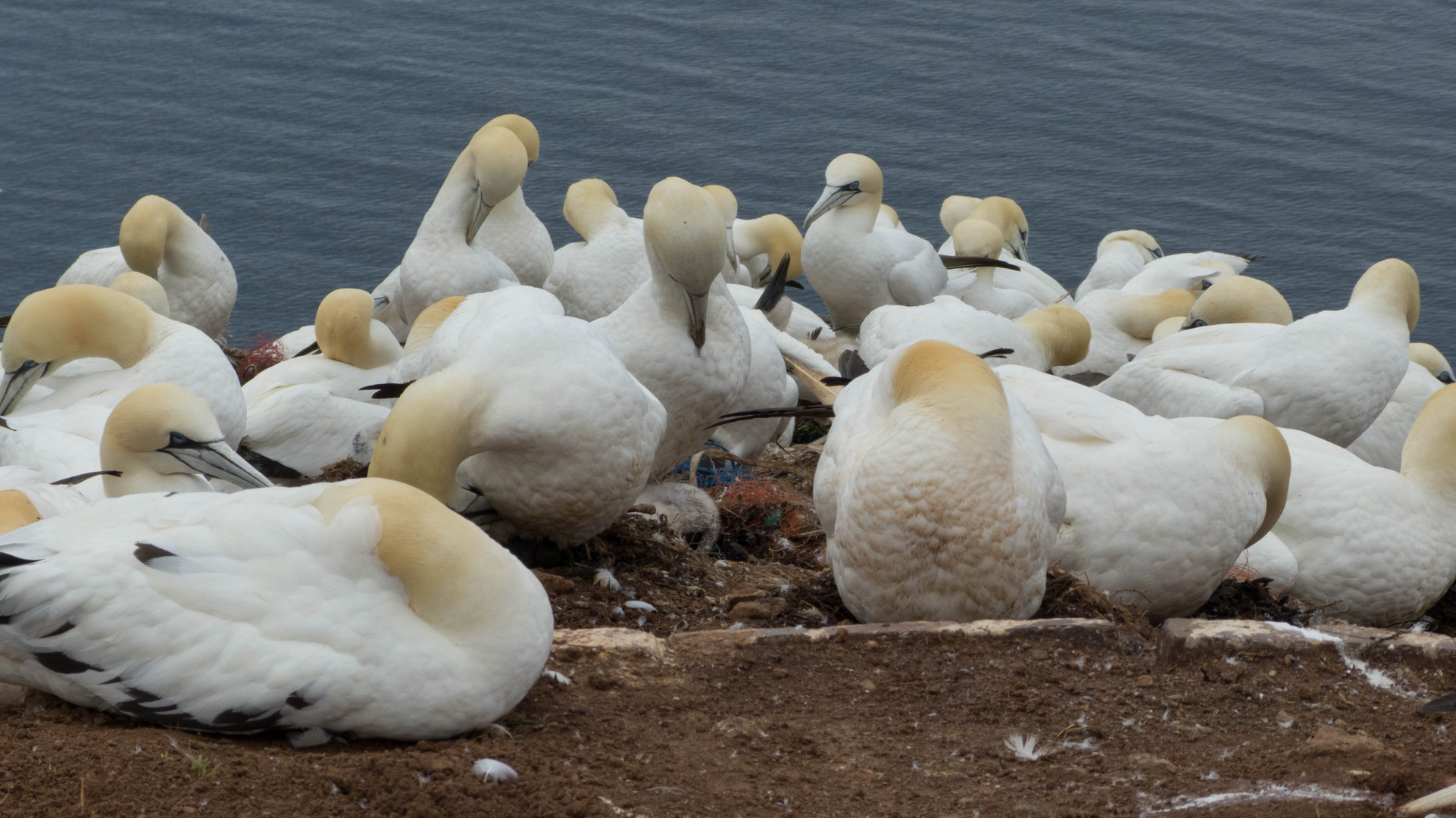 Helgoland