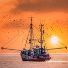 Helgoland #5 (Fishing boat on its way home)