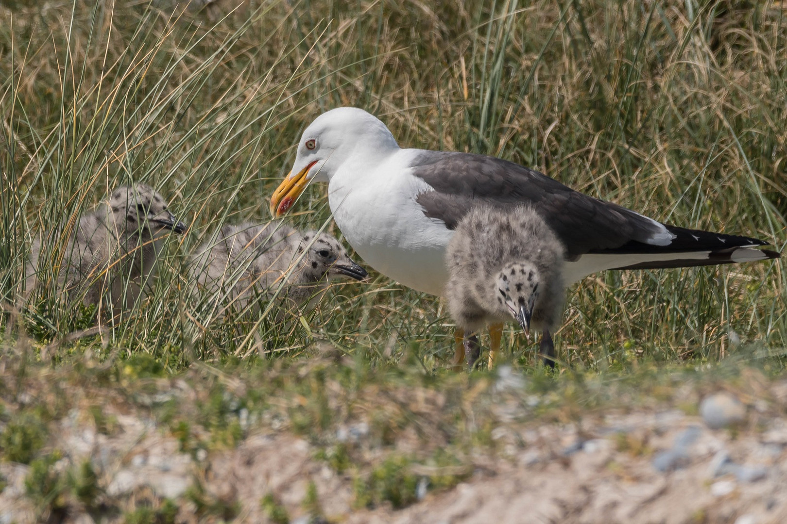 Helgoland 5 Juni 2020