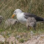 Helgoland 5 Juni 2020