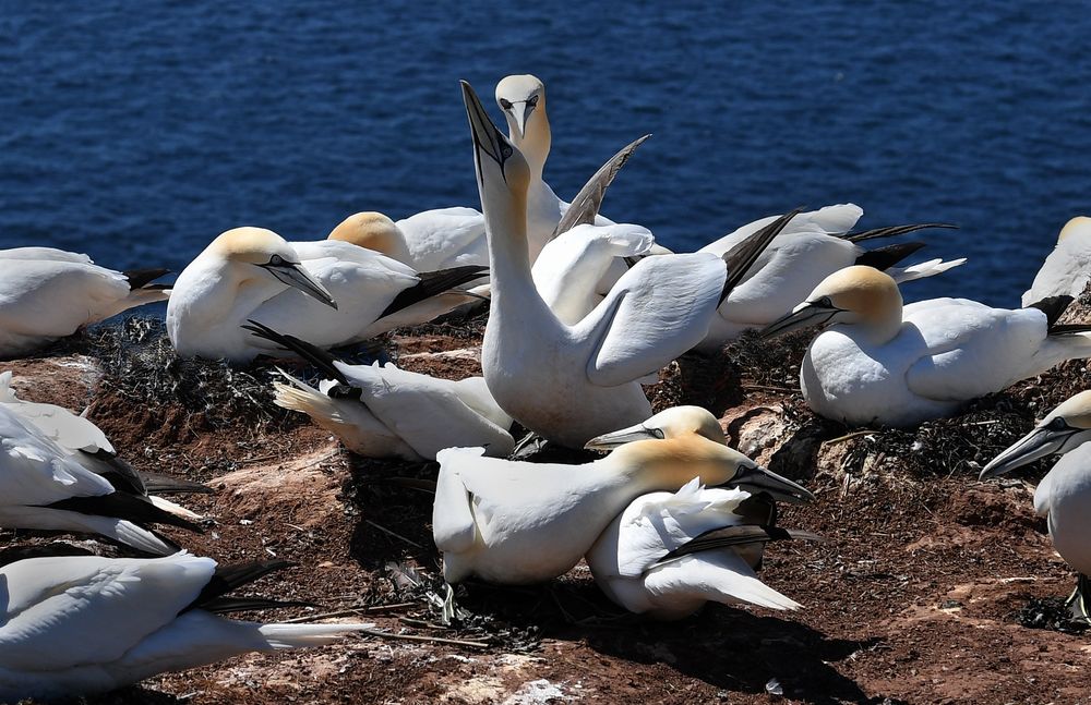 ...Helgoland...