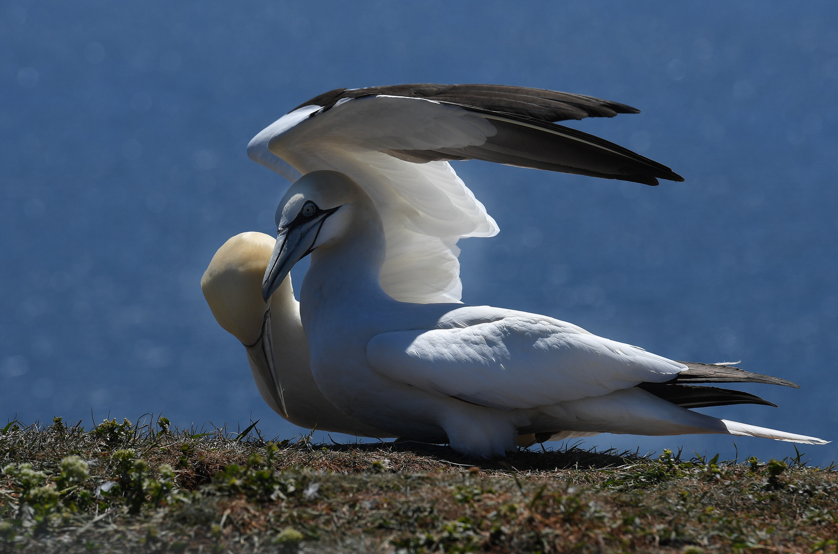 ...Helgoland...