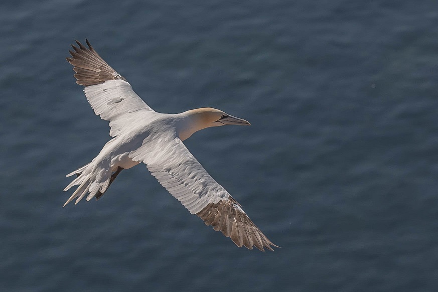 Helgoland 6 Juni 2020