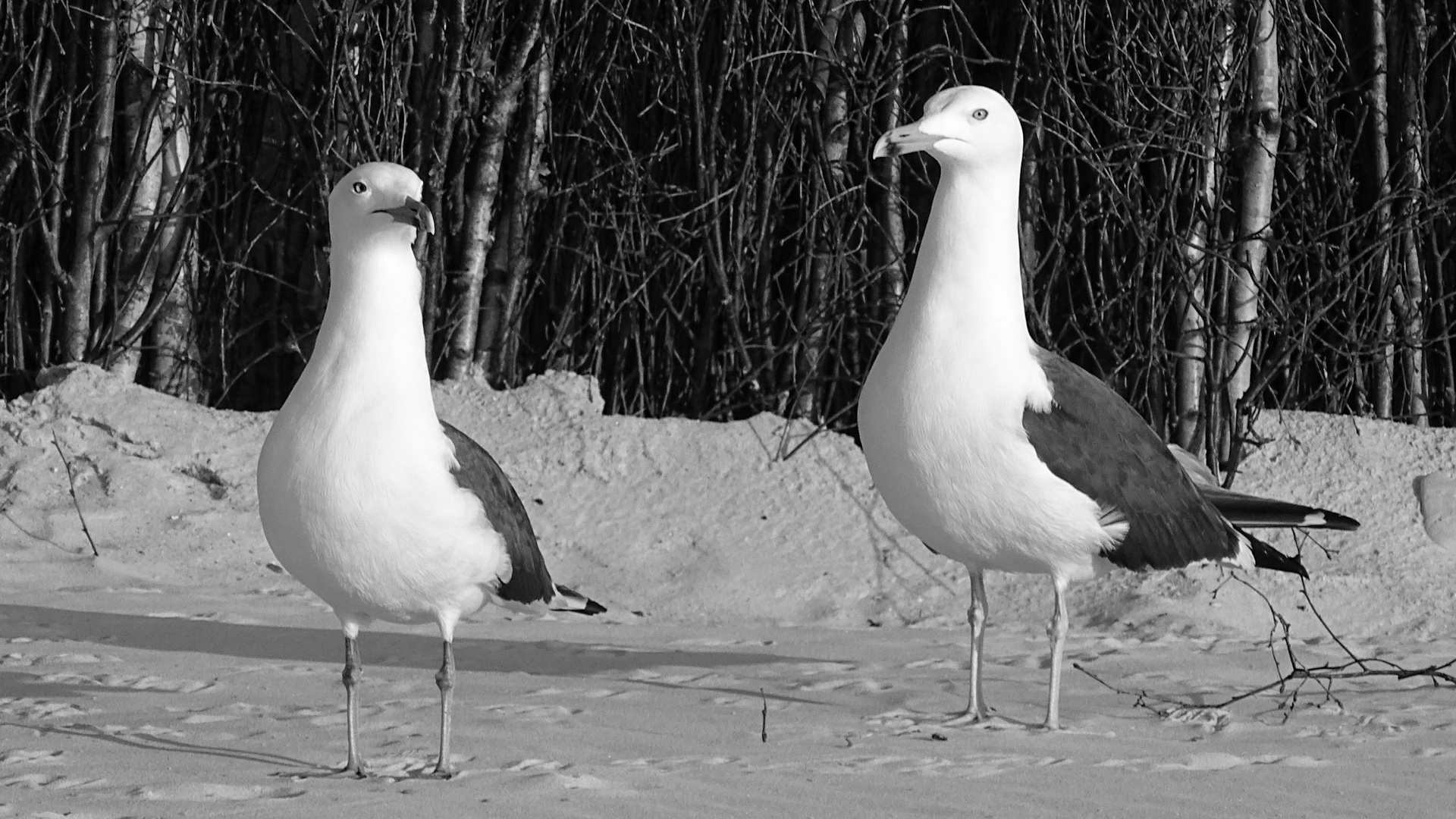 Helgoland 