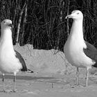 Helgoland 