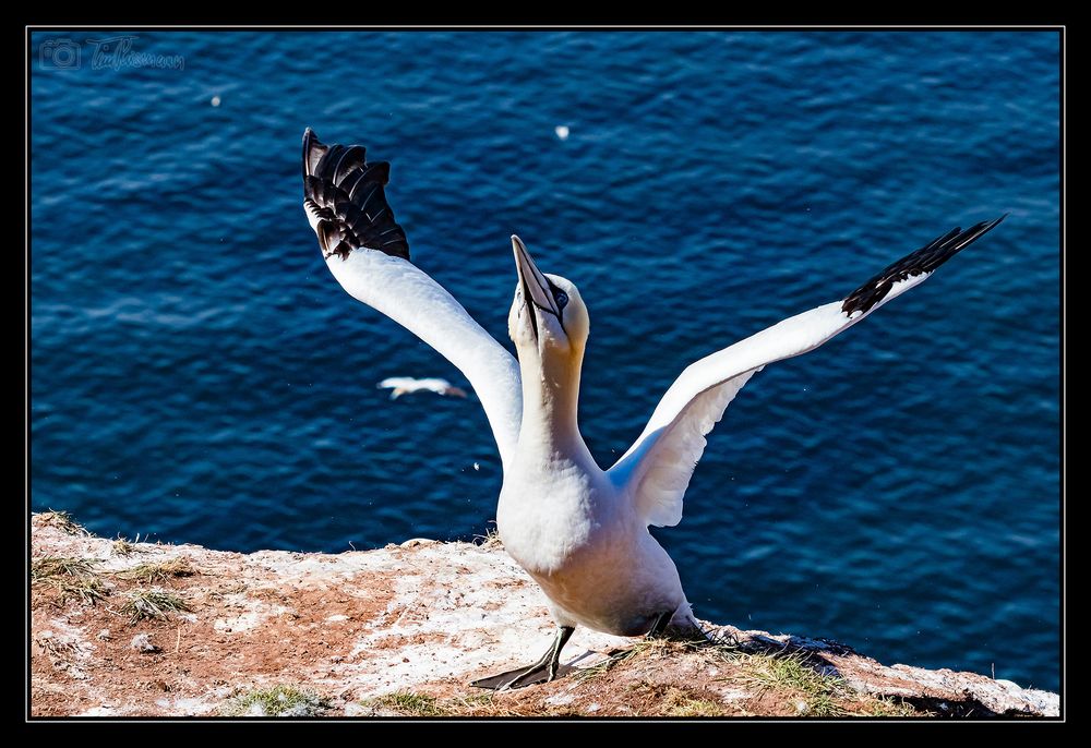 Helgoland #8