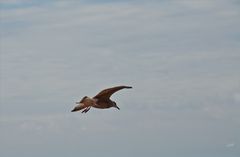 Helgoland 8