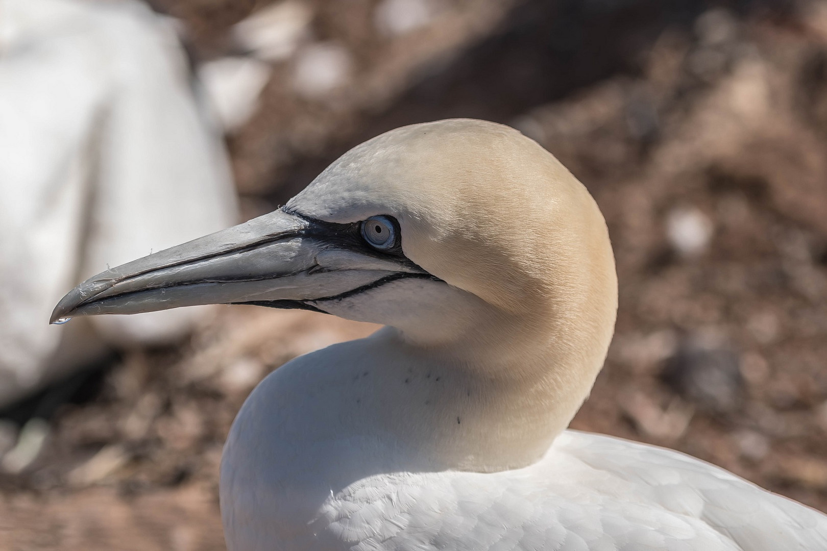 Helgoland 8 Juni 2020