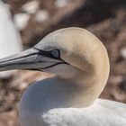 Helgoland 8 Juni 2020