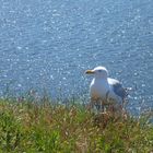 Helgoland