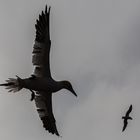 helgoland