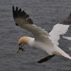 Helgoland