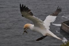 Helgoland