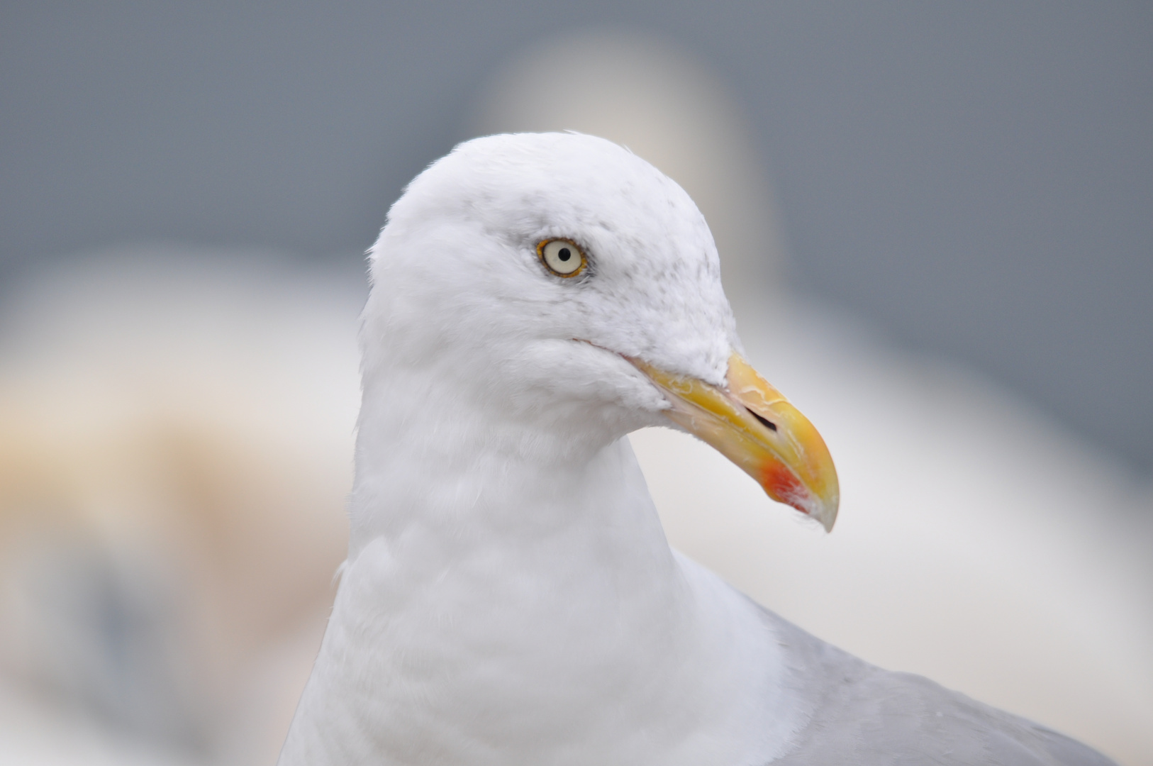 Helgoland