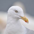 Helgoland