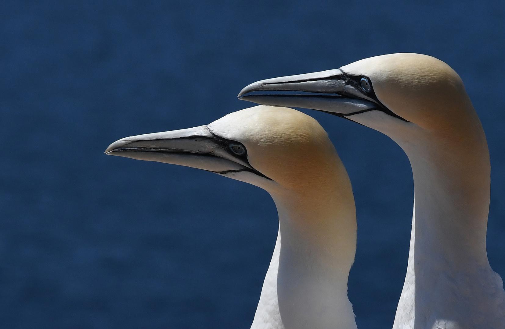 Helgoland