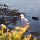 Helgoland