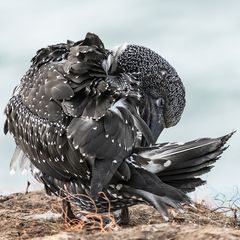 Helgoland-9518