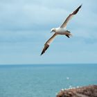 Helgoland