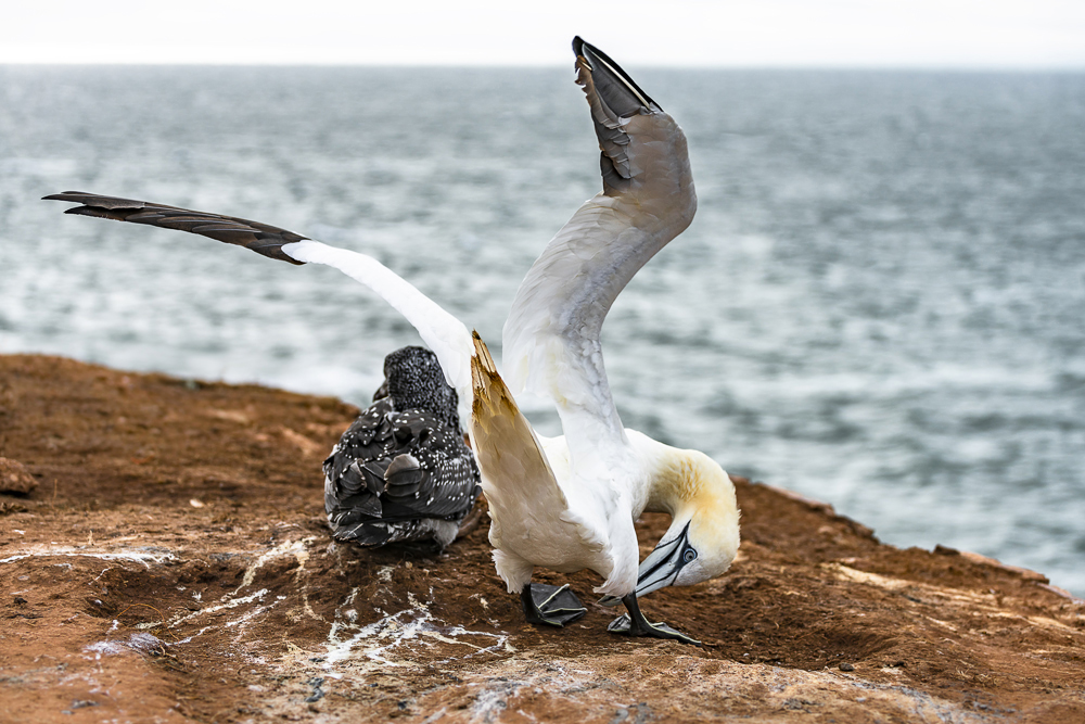 Helgoland-9634