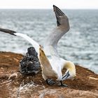 Helgoland-9634