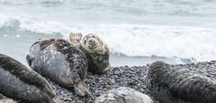 Helgoland-9906