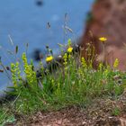 Helgoland