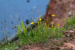 Helgoland