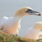 Helgoland...