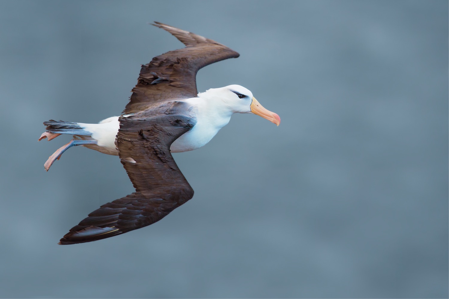 Helgoland Albatros